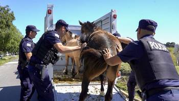 Operativo Centauro. · Foto: Ministerio del Interior