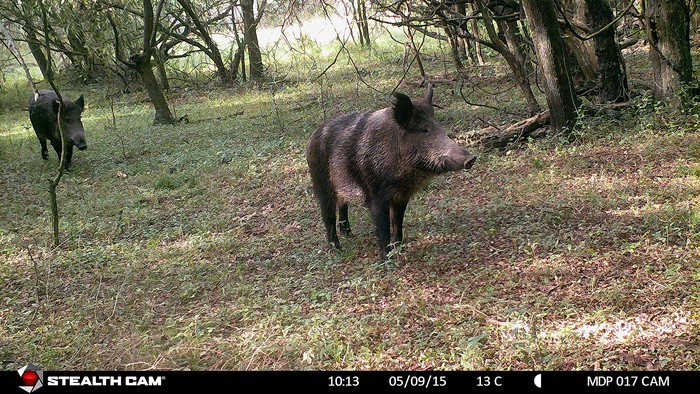 Jabalí en San Javier, Río Negro. · Foto: Santiago Mailhos (NaturalistaUY)