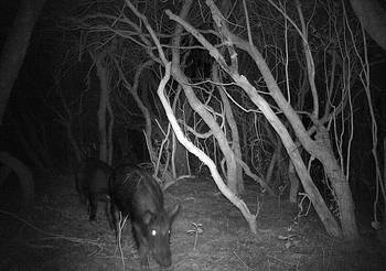 Jabalíes en Potrerillo de Santa Teresa. · Foto: Ramiro Pereira (Naturalista Uy)