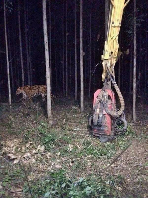Jaguar en forestación. Foto tomada de redes sociales