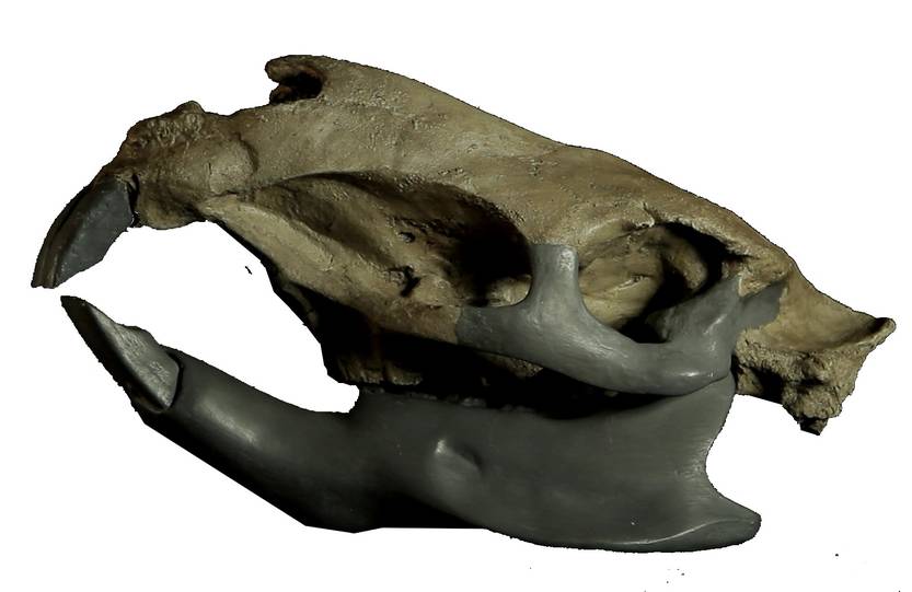20250125 cie Josephoartigasia