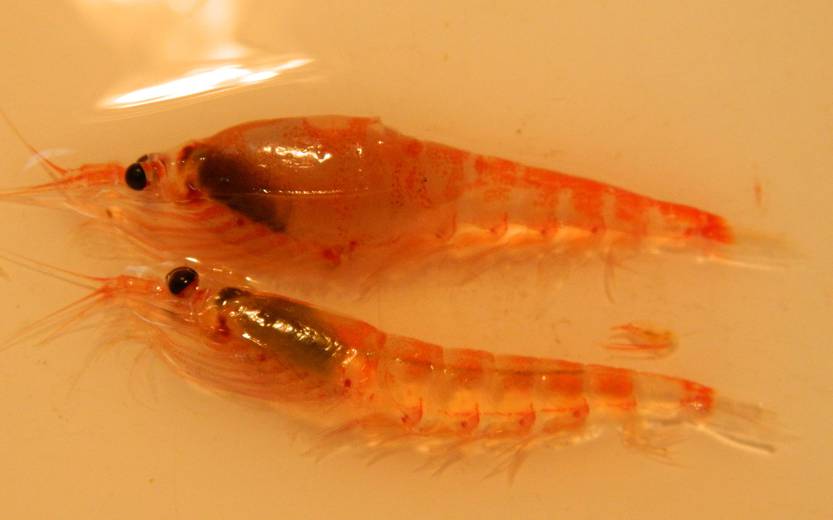 Kril antártico - foto de  Joshua Stone (iNaturalist)