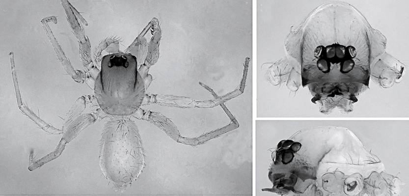 La araña _Predatoroonop