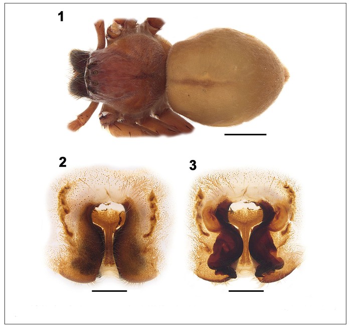 La araña cazadora _Macrinus aisembergae_ y detalles de su genitalia. Imagen: Cristina Rheims.