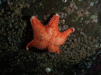 La estrella Patricio (_Hippasteria phrygiana_). · Foto: Kim Nesbitt (iNaturalist)