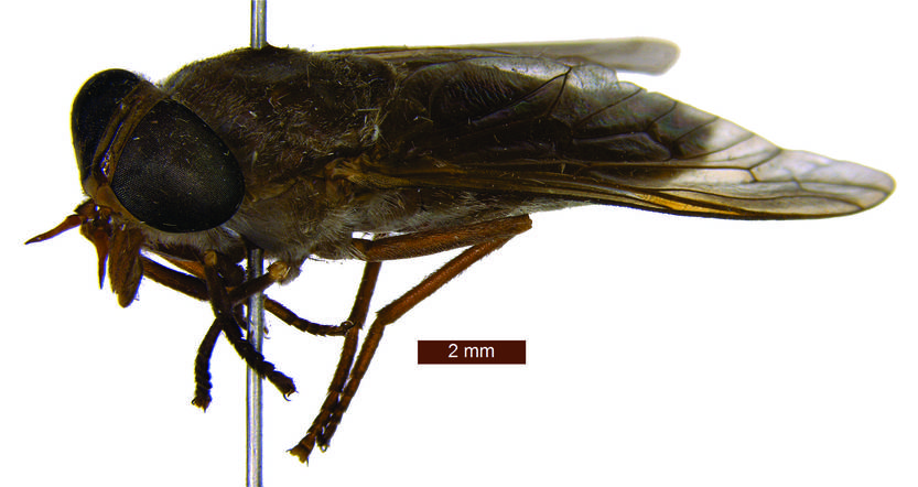 La nueva especie 2