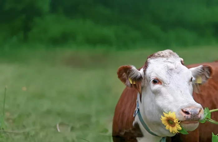 La vaca atada.