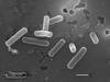 Lactobacillus