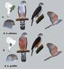 Las dos subespecies