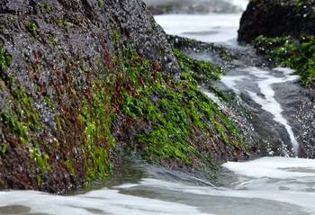 Lechuga de mar en Cabo Polonio, Rocha. · Foto: Sebastián Lovera (NaturalistaUY)