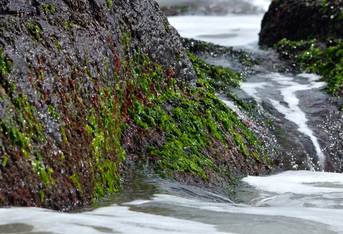 Lechuga de mar en Cabo Polonio, Rocha. Foto: Sebastián Lovera (NaturalistaUY)