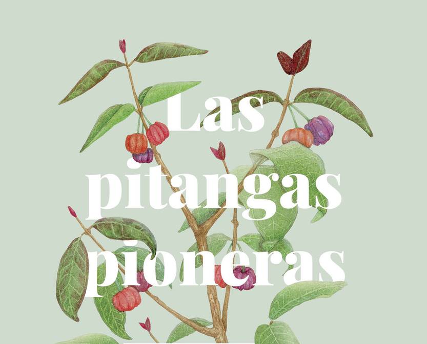 Lento 106 - Pitangas 1
