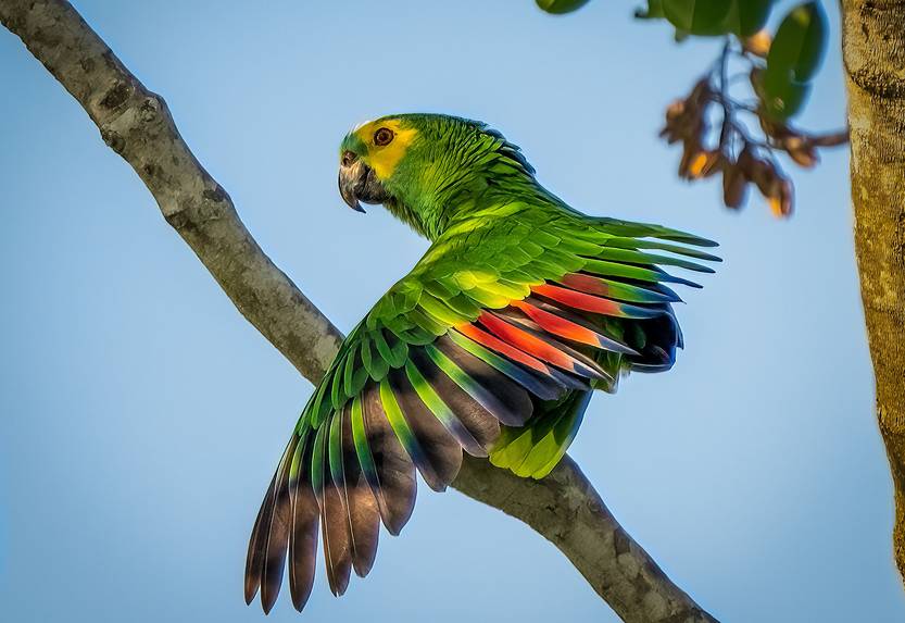 Loro