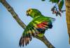Loro
