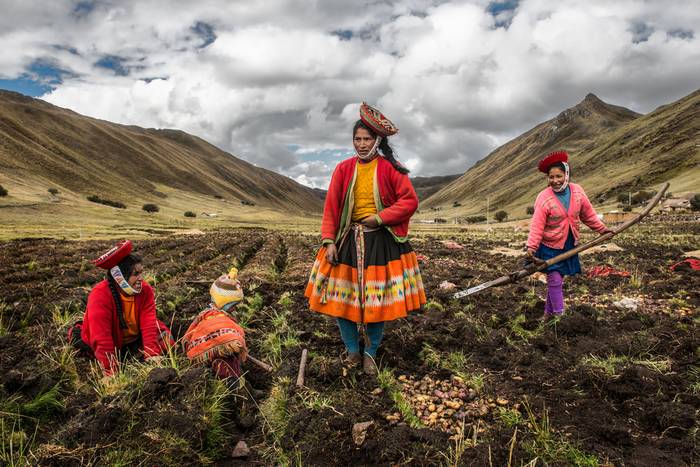 Cosecha de papa en la comunidad Willoc, Perú.  · Foto: Luis Fabini