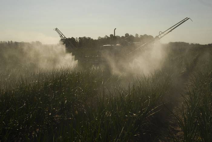 Mosquito fumigando cultivo en el departamento de Salto (archivo, agosto de 2009). · Foto: Marcelo Cattani
