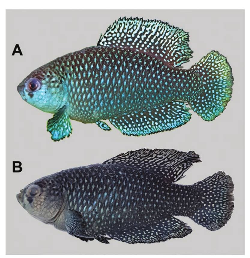 Macho de Argolebias guarani 2