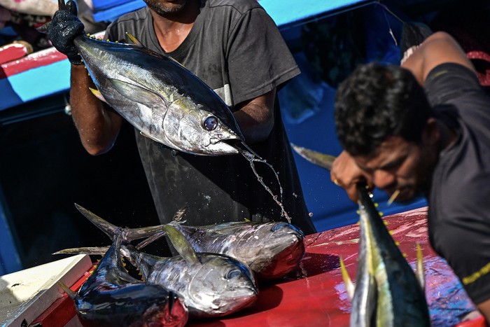 Pescadores en Malé, capital de Maldivas (archivo, 2023). Foto: Ishara S. Kodikara, AFP.