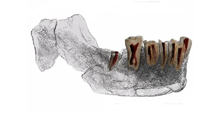 Mandíbula de Homo de Nasher Ramnla.
Foto: Tel Aviv University
