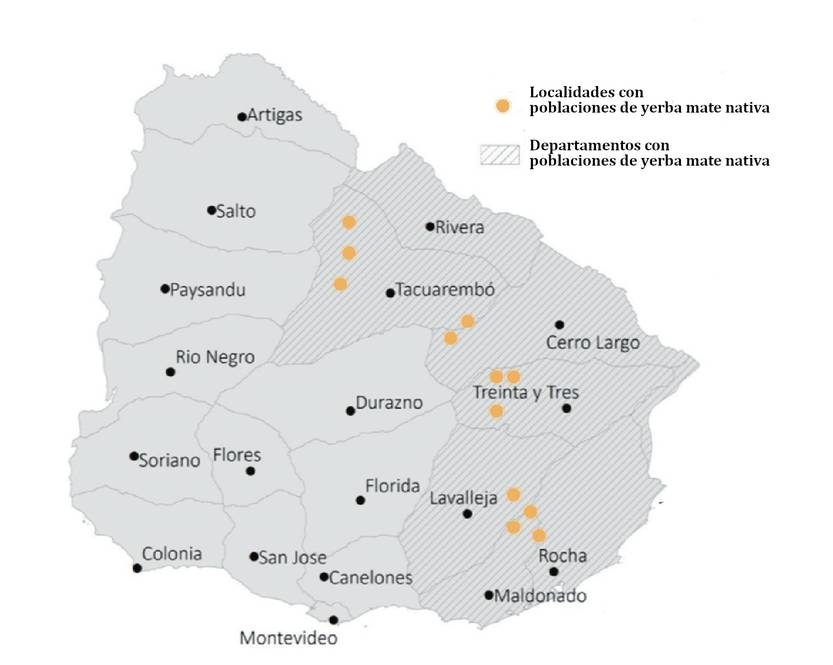 13-15 20251108 Ciencia Yerba 2