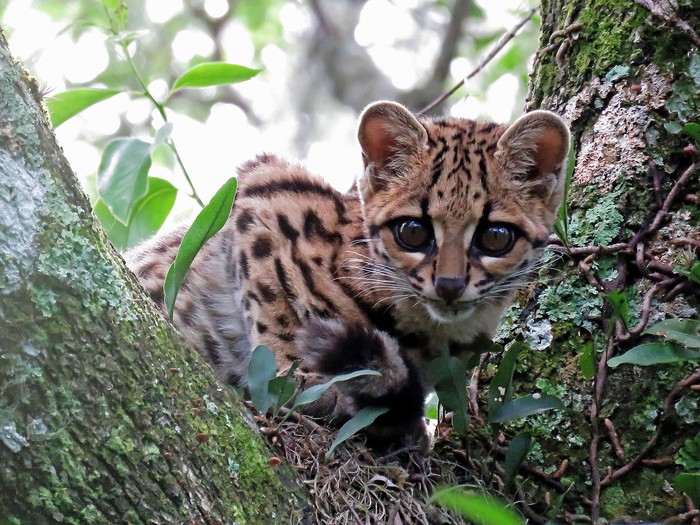 Margay en Cerro Largo. · Foto: Adrián Antúnez (NaturalistaUy)