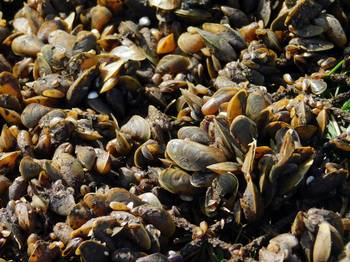 Mejillón dorado.
Foto: Ernesto Brugnoli