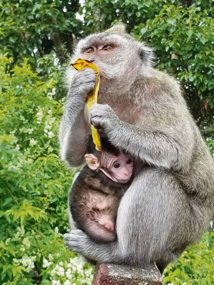 Macaco junto con su cría, islas Mauricio, 2017. · Foto: Spaceeconomist192 (CC BY-SA 4.0)