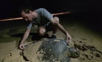 Muestreos de tortugas oliváceas en Pirambu, Sergipe (Brasil). · Foto: Igor Peres