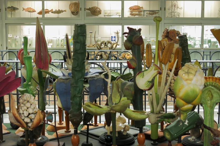 29 20221112 Curiosa Naturalia 2