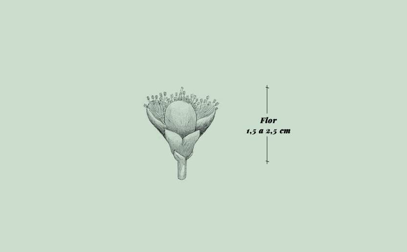 Lento 111 - Flora autóctona 08