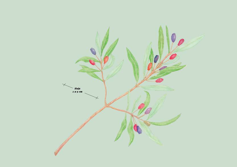 Lento 111 - Flora autóctona 07