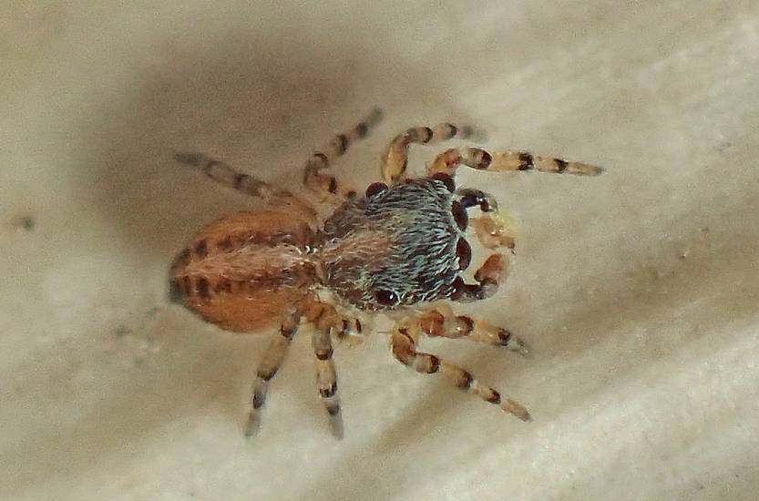 Neonella almita macho