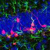 Neuronas