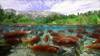 Nuestro Planeta II - Salmones