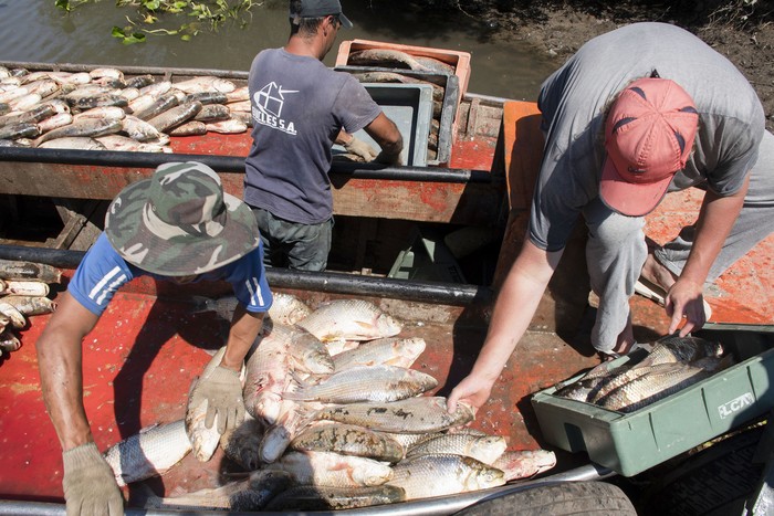 Pesca de sábalos en Boca del Rosario, Colonia (archivo, enero de 2022). · Foto: Ignacio Dotti