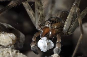 Macho de _Paratrechalea ornata_ con regalo nupcial. · Foto: Diego Battiste