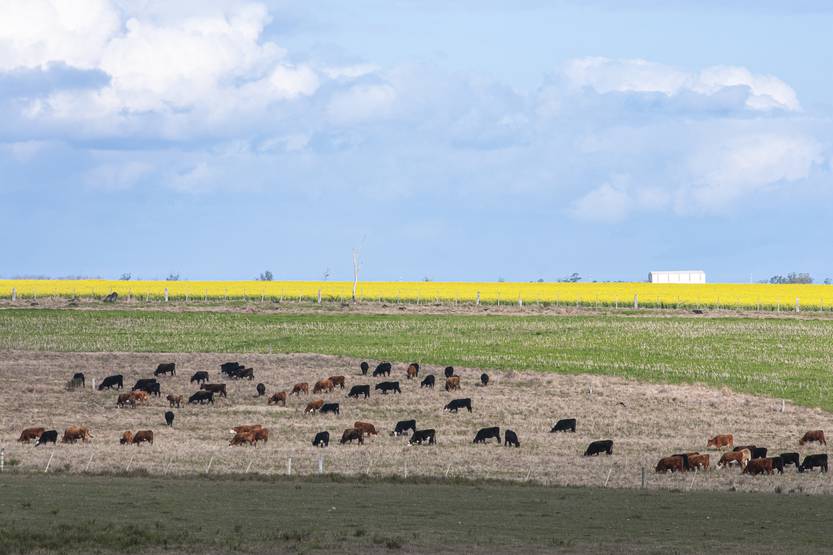 P14-16 20220402 FEEDLOT