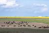 P14-16 20220402 FEEDLOT