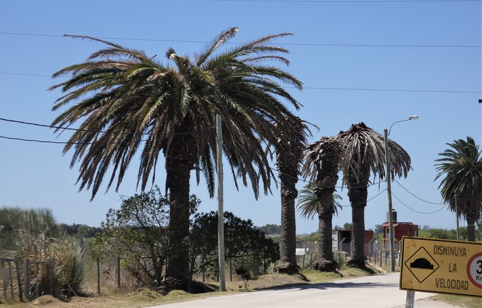 Palmeras atacadas por picudo rojo, Punta del Tigre, San José, 2023. Foto: Enrique González. Palmeras atacadas por picudo rojo, Punta del Tigre, San José, 2023. Foto: Enrique González.