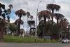 Palmeras