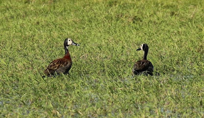Pato cara blancaw