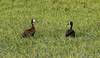 Pato cara blancaw