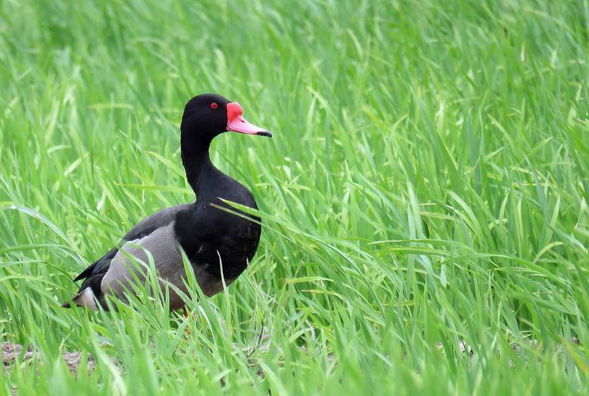 Pato picazow