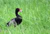 Pato picazow
