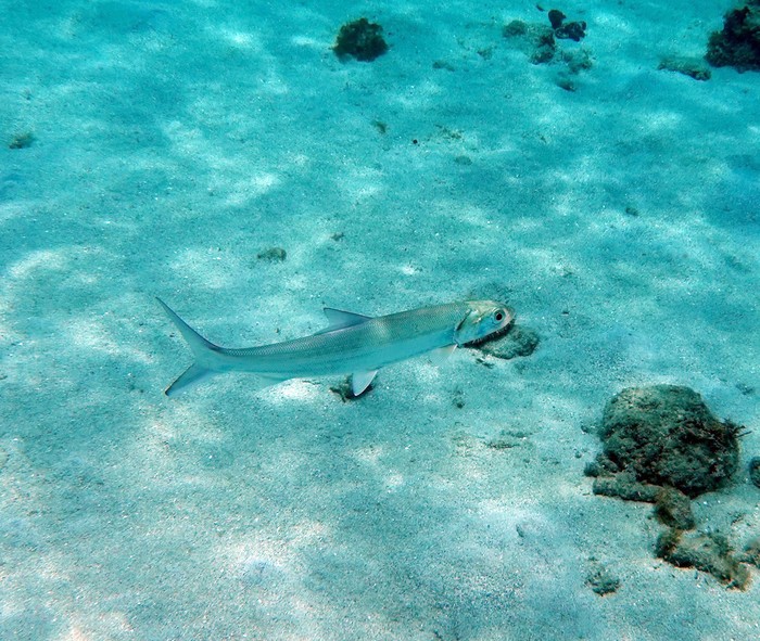 Pez malacho. Foto: Sue (iNaturalist)
