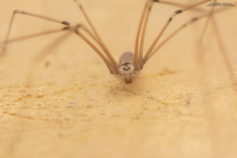 Pholcus phalangioides - Gigantes