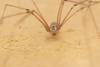 Pholcus phalangioides - Gigantes