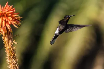 Picaflor negro en Montevideo. · Foto: Marcos de Campo (NaturalistaUy)