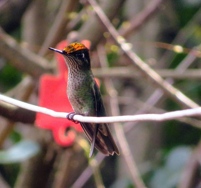 Picarflor rubí en Marindia