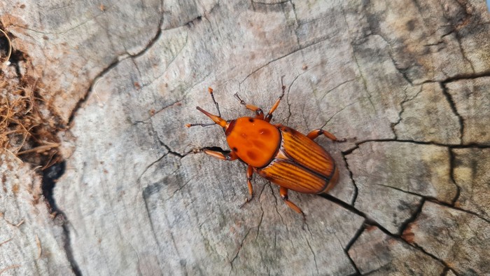 Picudo rojo en Piedras de Afilar, Canelones.
Foto: Anitarm (NaturalistaUy) Picudo rojo en Piedras de Afilar, Canelones.
Foto: Anitarm (NaturalistaUy)